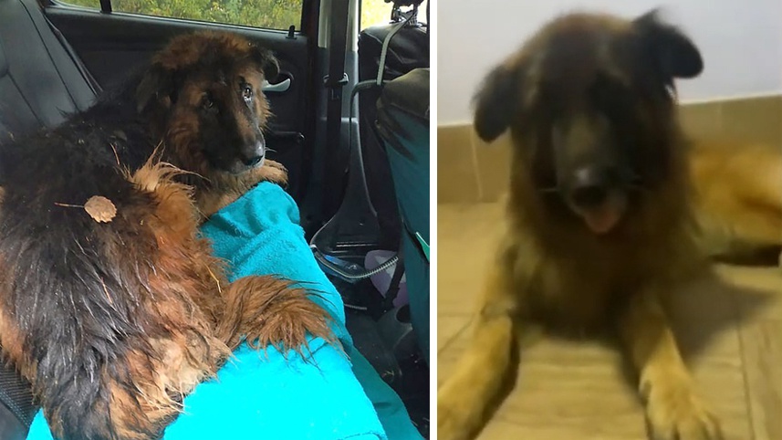俄罗斯一牧羊犬被埋后奇迹复活从坟墓中爬出被收养 含视频 手机新浪网 俄罗斯一牧羊犬被埋后奇迹复活从坟墓中爬出被收养 含视频 手机新浪网