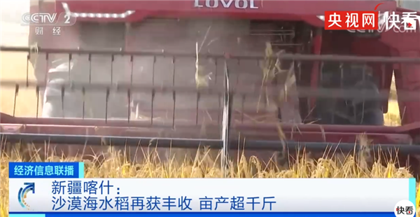 塔克拉玛沙漠里种出水稻 袁隆平团队海水稻亩产超千斤