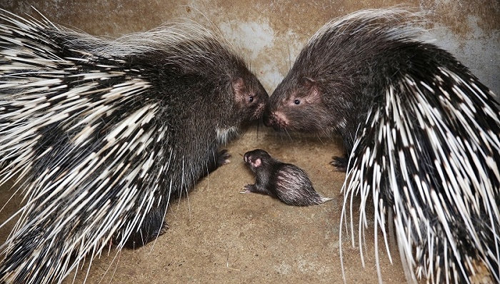 野生动物养殖户面临艰难转型,业内建议政府降低帮扶门槛