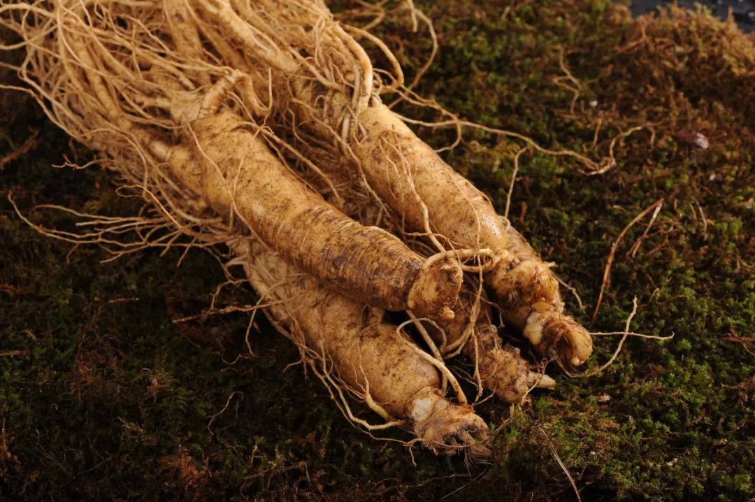 长白山现挖鲜人参温补不易上火炖汤泡茶都可