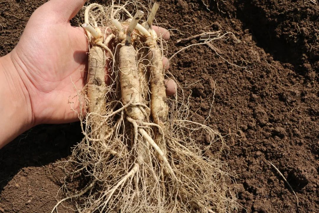 长白山现挖鲜人参温补不易上火炖汤泡茶都可