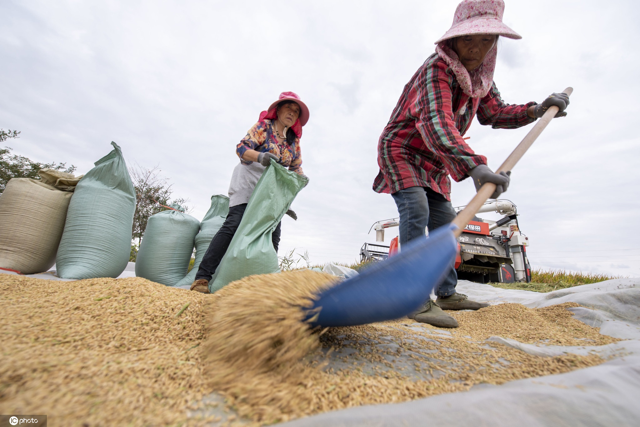 江苏如东袁隆平超优千号耐盐水稻创高产新纪录