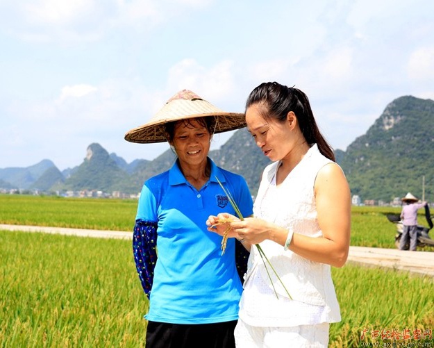　韦燕燕在指导村民种植水稻的注意事项