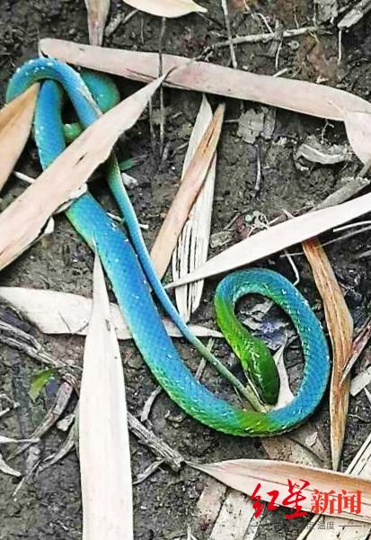 ↑网友晒图：绿头蓝身蛇。
