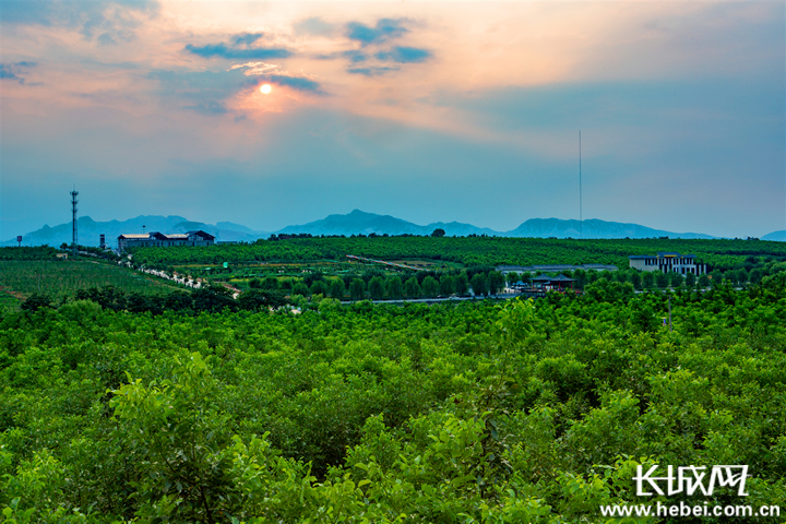 位于绿岭核桃小镇的核桃林.