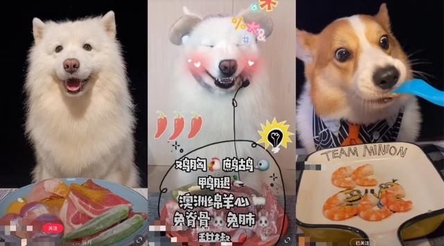 同一平台上，两个宠物吃播账号的食量和种类对比