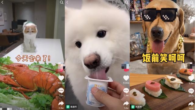 宠物吃播：带血的暴利生意