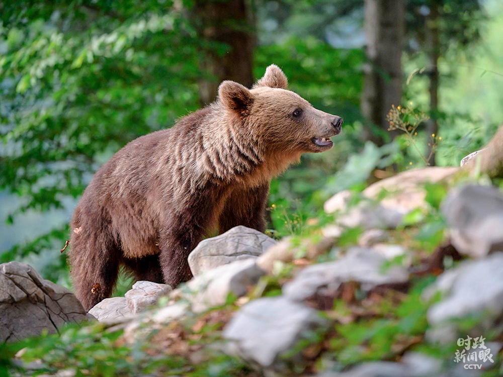 △曾经濒临灭绝的斯洛文尼亚棕熊，在过去的十年里数量翻了一番，达到了1000头。