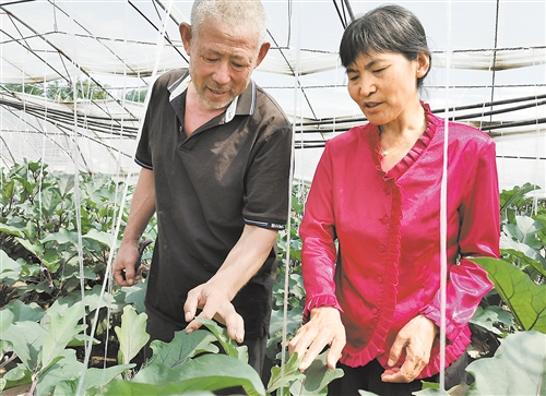 蔬菜专家陈春秀(右)在北京市顺义区杨镇荆坨村的蔬菜大棚里指导农民如何应对病虫害。 本报记者 曾诗阳摄