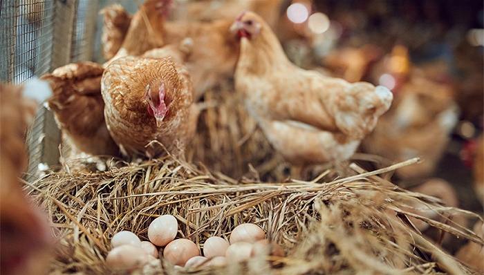 肉鸡价格低迷：圣农发展三季报净利下滑33% 业绩颓势将持续？