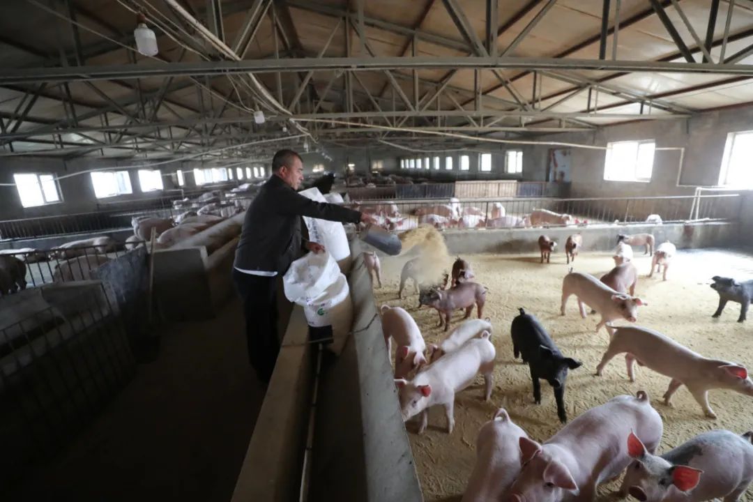 辽宁开原加快生猪养殖 ，保障市场供应。新华社记者 杨青 摄