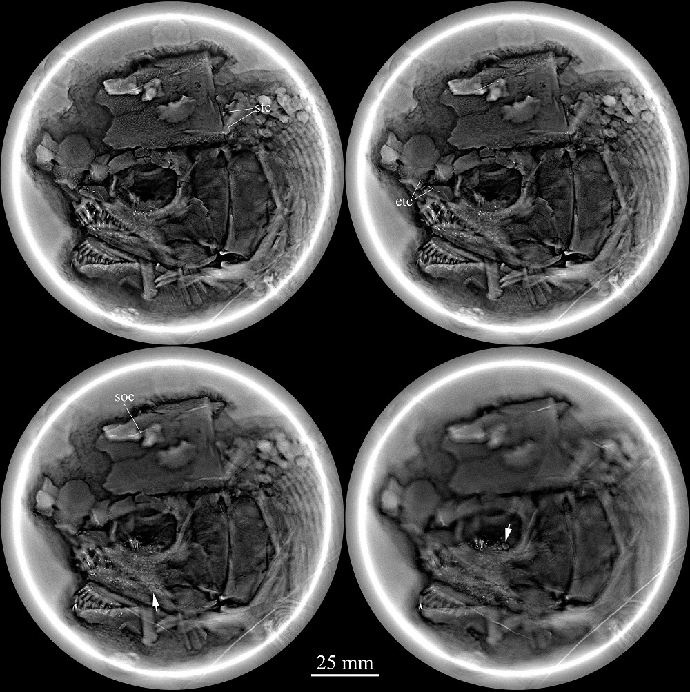 央视|云南发现暴鱼化石 见证三叠纪海洋生物复苏