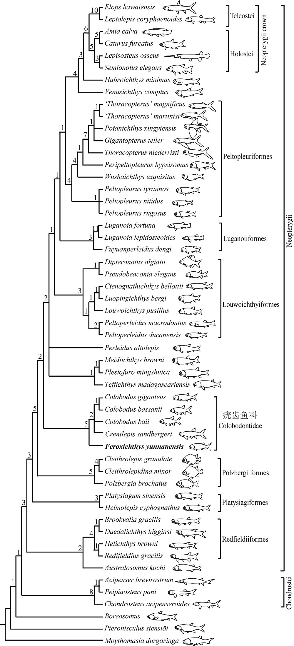 央视|云南发现暴鱼化石 见证三叠纪海洋生物复苏