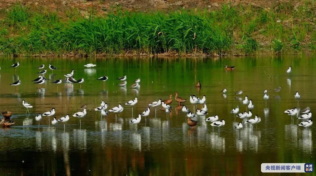 央视|鸟类新记录！国家一级保护动物黑鹳现身深圳保护区