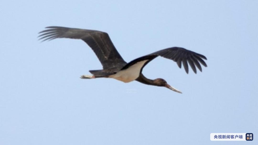 央视|鸟类新记录！国家一级保护动物黑鹳现身深圳保护区