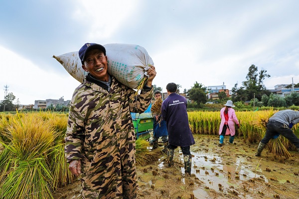 金秋十月,"滇东粮仓"云南省陆良县种植的优质水稻陆续开镰收割,喜获