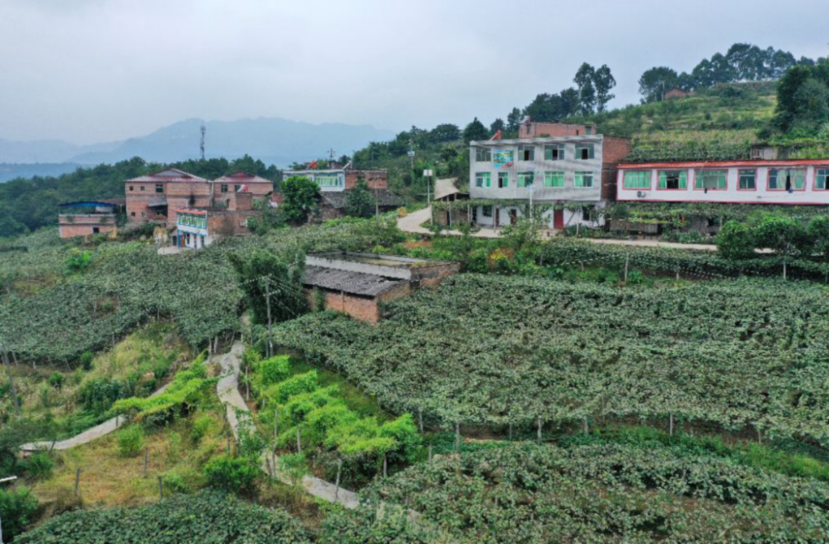 &nbsp;&nbsp;种子基金支持下的四川省宜宾市叙州区安边镇大滩村的