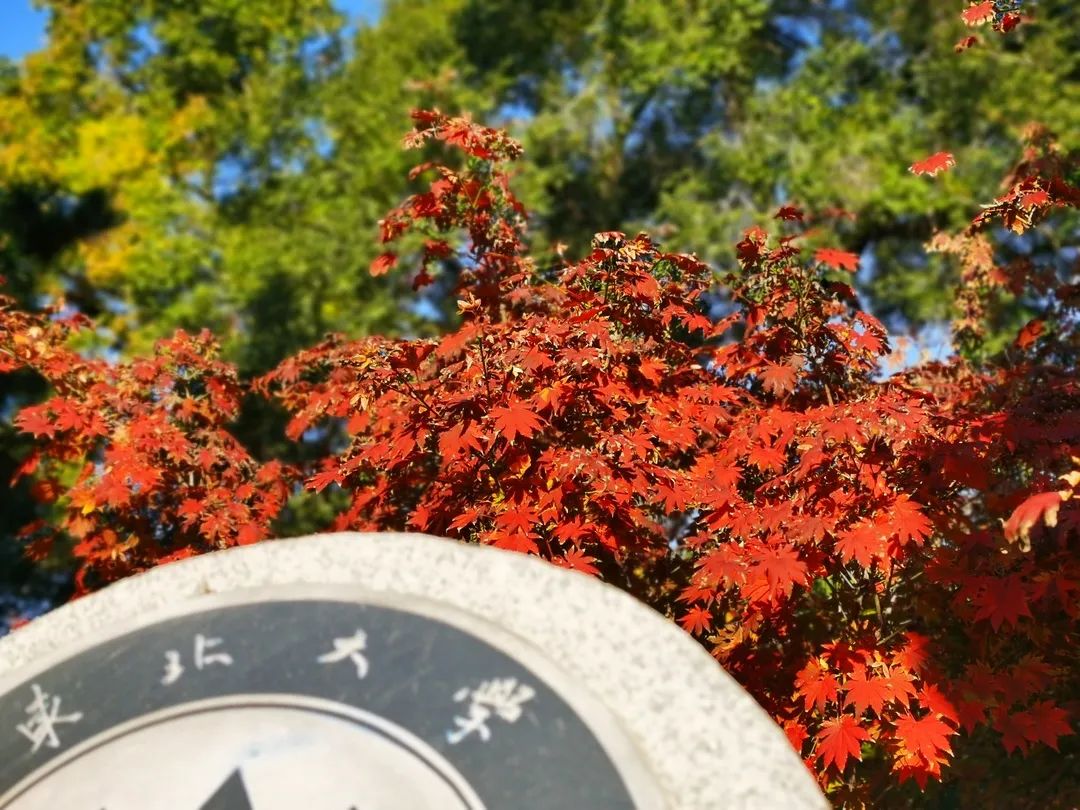 东大我想和你平分秋色