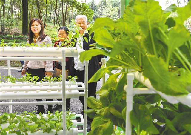 在花博会“左蔬右菜”商铺，市民关注蔬菜水培机。记者张锦辉 摄/视觉重庆
