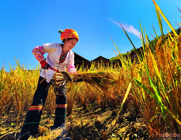 勤劳的农民在收割稻谷,收获喜悦的笑脸醉了田间.
