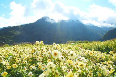     嘉兴桐乡—阿坝黑水高原菊花种植基地。桐乡市委宣传部供图