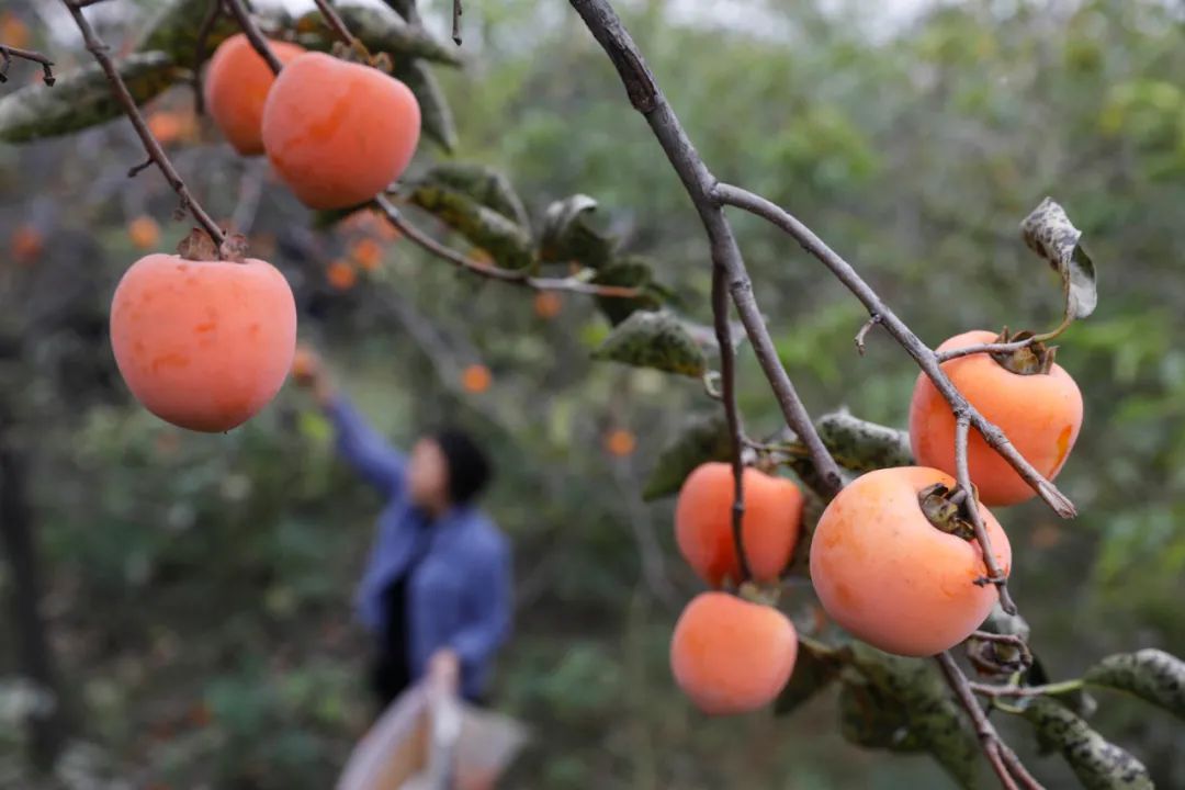 ▲ 游客在河南省平顶山市宝丰县商酒务镇黄洼村一处果园采摘柿子（10月12日 摄）。新华社发（何五昌 摄）