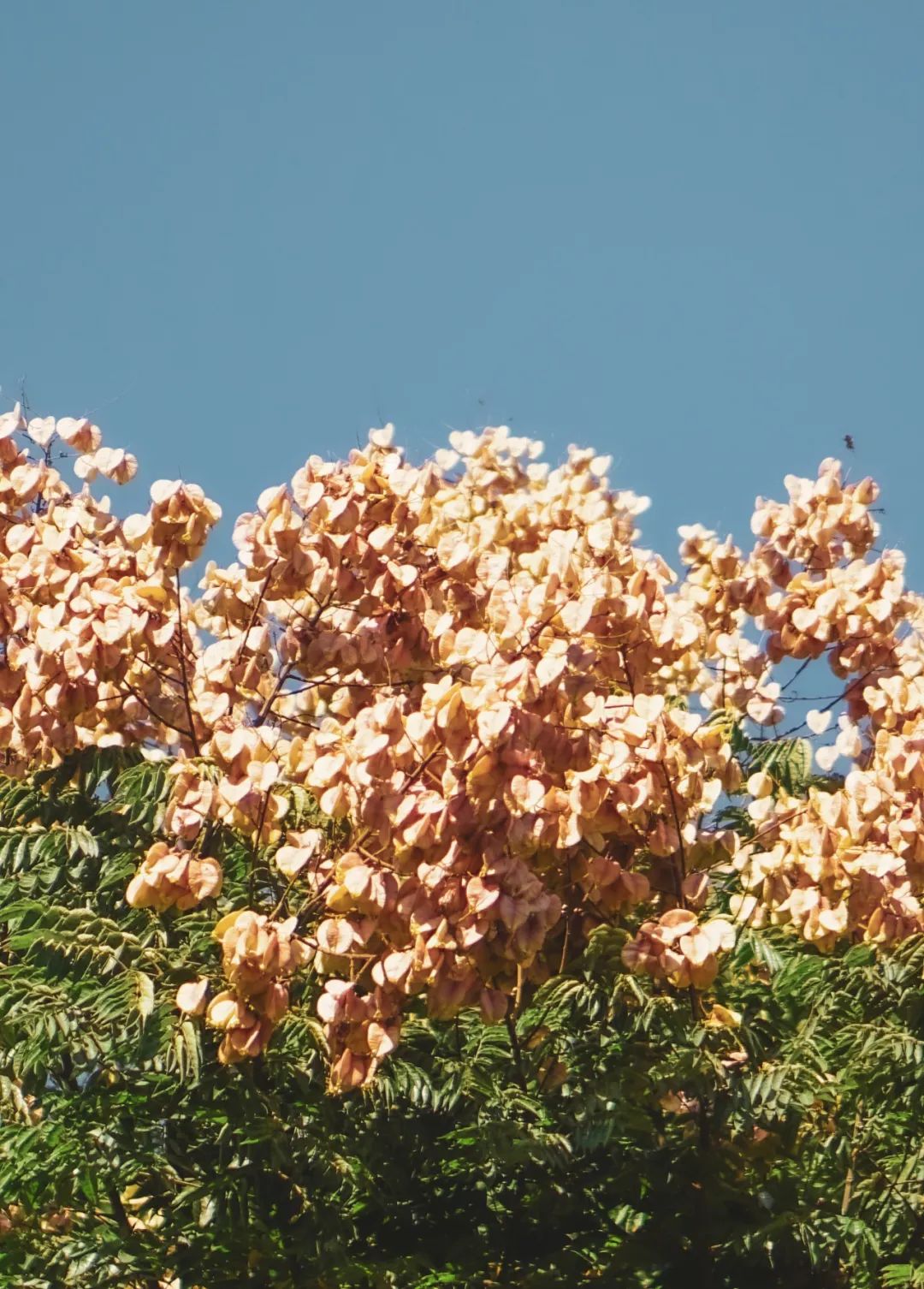 里当云霞醉倒在夜色间我沿着荡漾的波纹捡拾你遗落天空的灿烂月色作