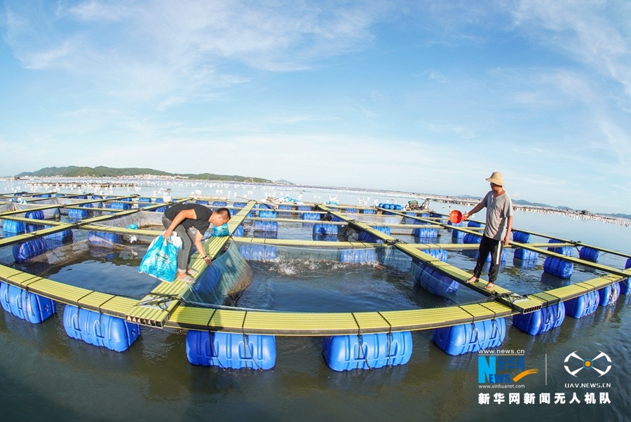 东山县下西坑村海域，渔民在升级改造后的塑胶渔排上劳作。海域生态综合治理之后，渔民走上了生态养殖之路。新华网 肖和勇 摄
