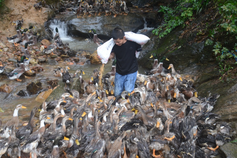 奔小康路上∣独臂鸭司令的小康路