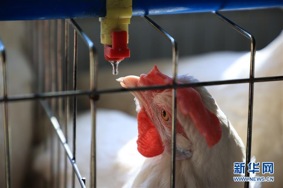 　　贵州省紫云县大营镇大营村高床蛋鸡养殖场内，一只鸡在喝水（8月25日摄）。 新华社记者 刘续 摄