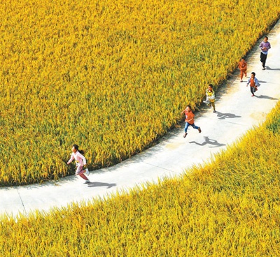 图为10月24日,孩子们奔跑在八步区贺街镇白沙村丰收的稻田边.