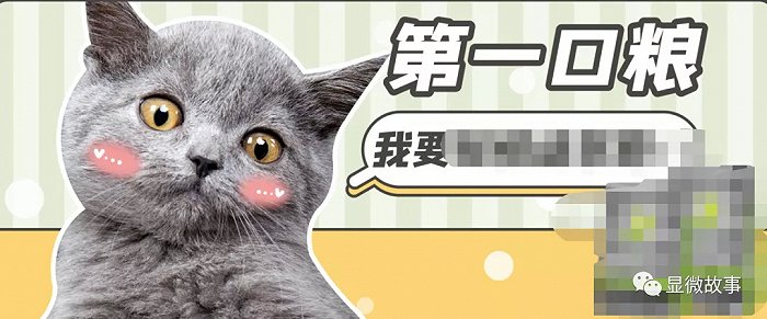 宠物灰色产业链 毒猫粮 多来自河北给幼猫喂催产药 手机新浪网