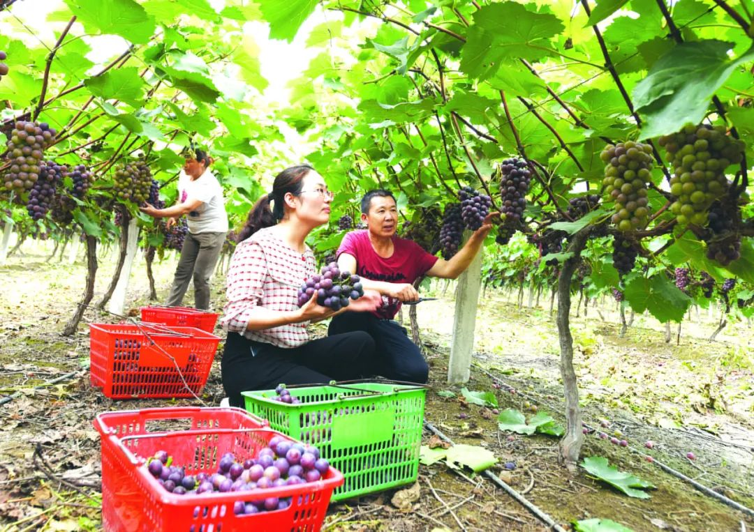 全国人大代表王萌萌（右二）带领村民种葡萄。（王萌萌供图）