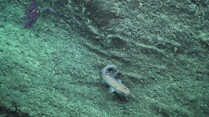 澳大利亚科学家发现极为罕见的猫鲨物种