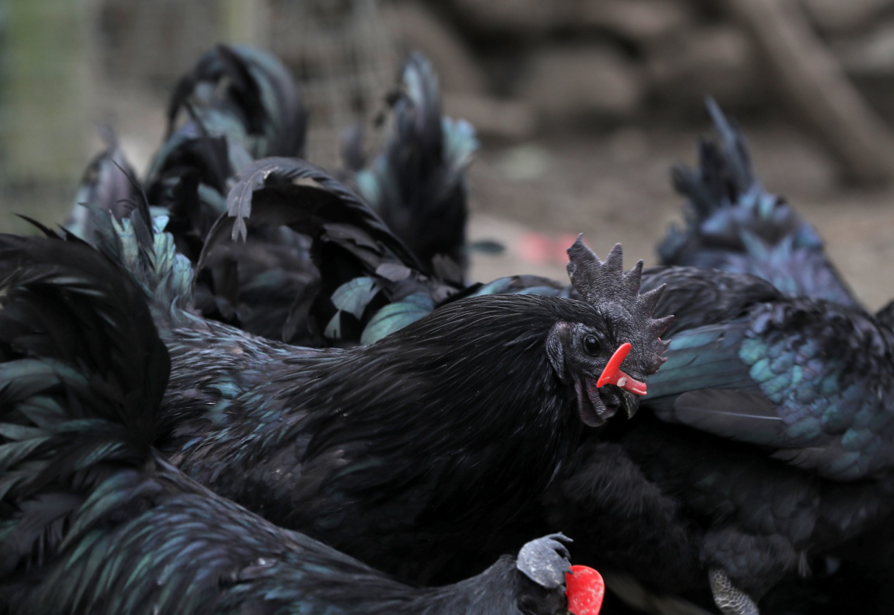 略阳地标才品乌鸡美又闻杜仲香