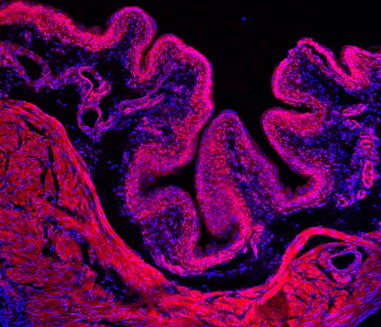 小鼠的膀胱解剖图.