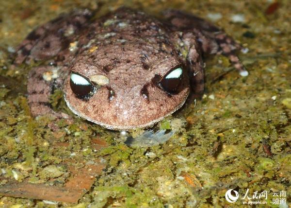 高黎贡山发现的新物种腾冲齿突蟾(供图)
