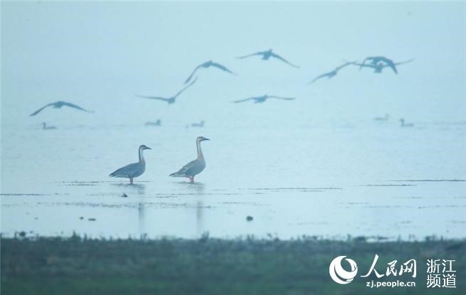 浙江长兴仙山湖国家湿地公园迎来南迁候鸟  马文军摄