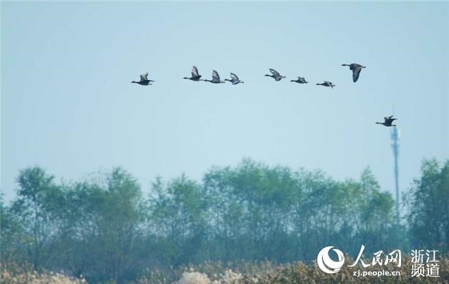 候鸟呈队列状，飞翔在湿地上空  马文军摄