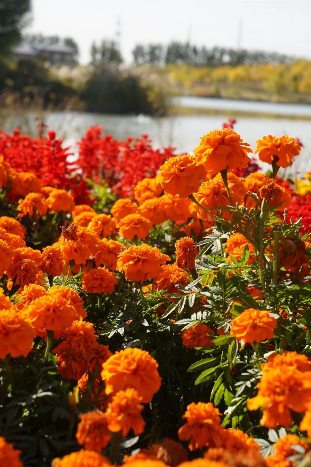 碧波蓝天如画花海尽在秋天的马家湾湿地公园