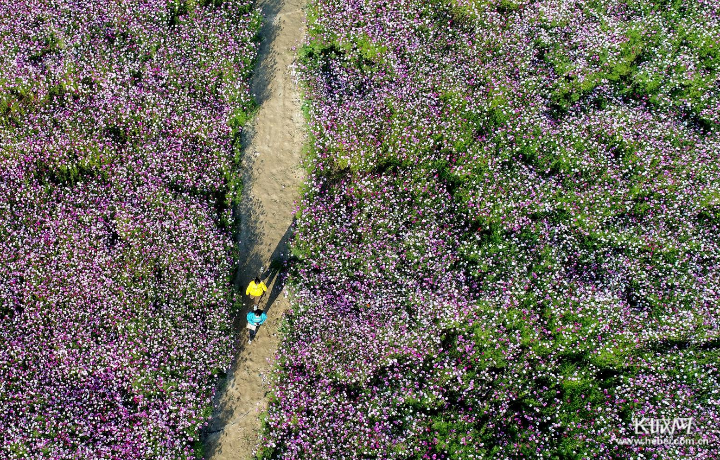 《花海漫步》拍摄于沧州市任丘胜利路花海.金洁&nbsp;摄