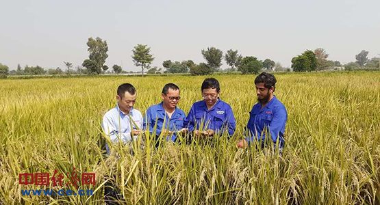 隆平高科巴基斯坦优质水稻杂交产量或翻番反哺改良中国大米