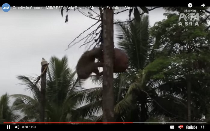 泰国椰产品生产商因