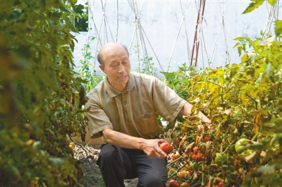 　　李景富在查看番茄长势。　　资料照片