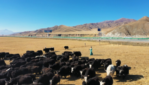 图说：内蒙古3000头牦牛出征天猫双11