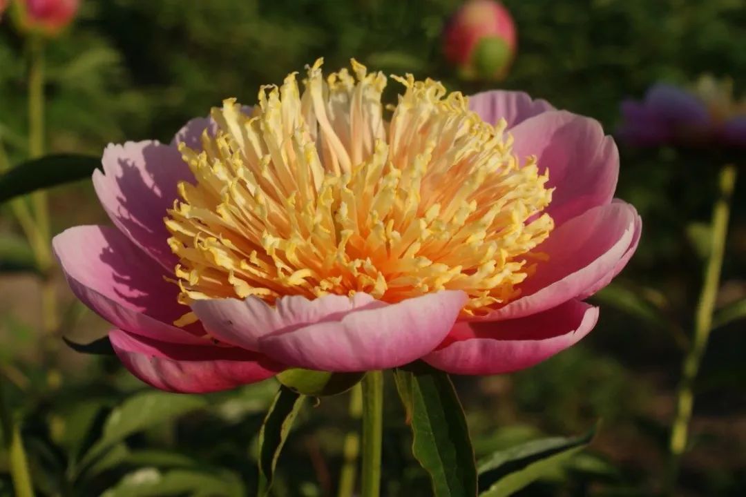 我校获批建设国家级芍药种质资源库