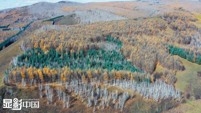 图为内蒙古大兴安岭乌尔旗汉深秋景色，灰色、绿色、黄色错落有致，这是秋天多彩的美丽　新华网发 张棋摄