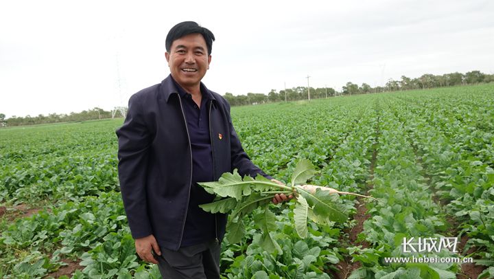 尚义县大青沟镇党委书记刘玉飞察看大萝卜的长势.