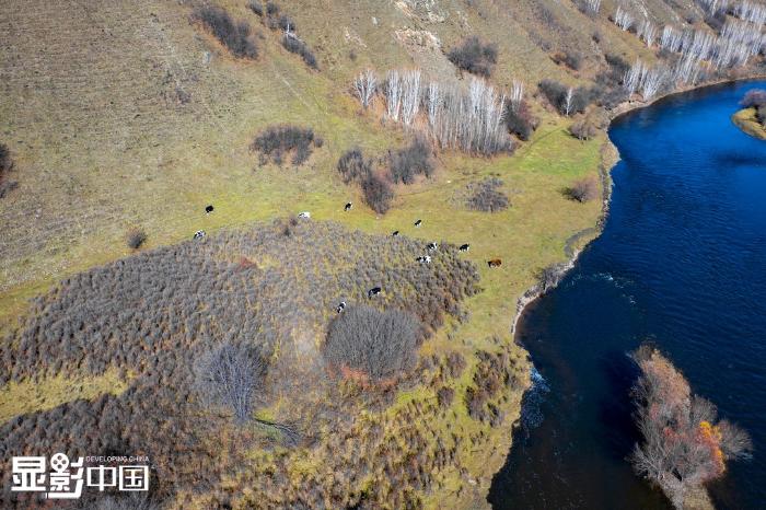 水草丰美的河边，几头牛正在悠闲地吃草  新华网发 张棋摄