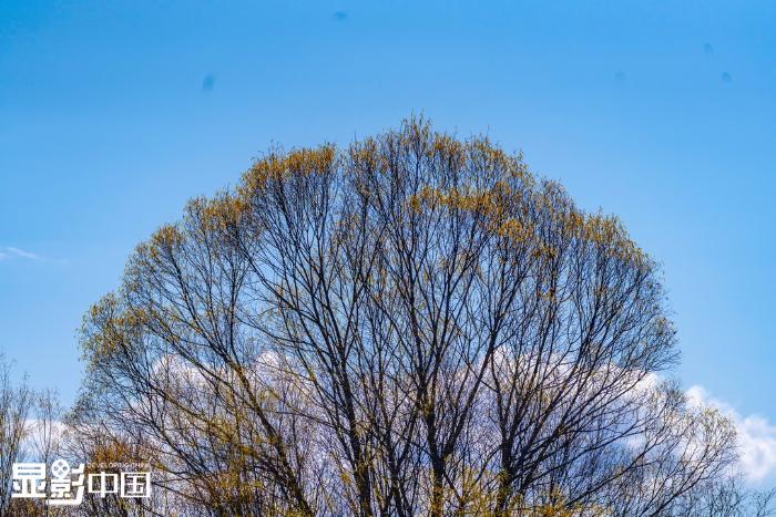 蓝天白云飘逸悠扬，衬托出秋木的独特之美  新华网发 张棋摄
